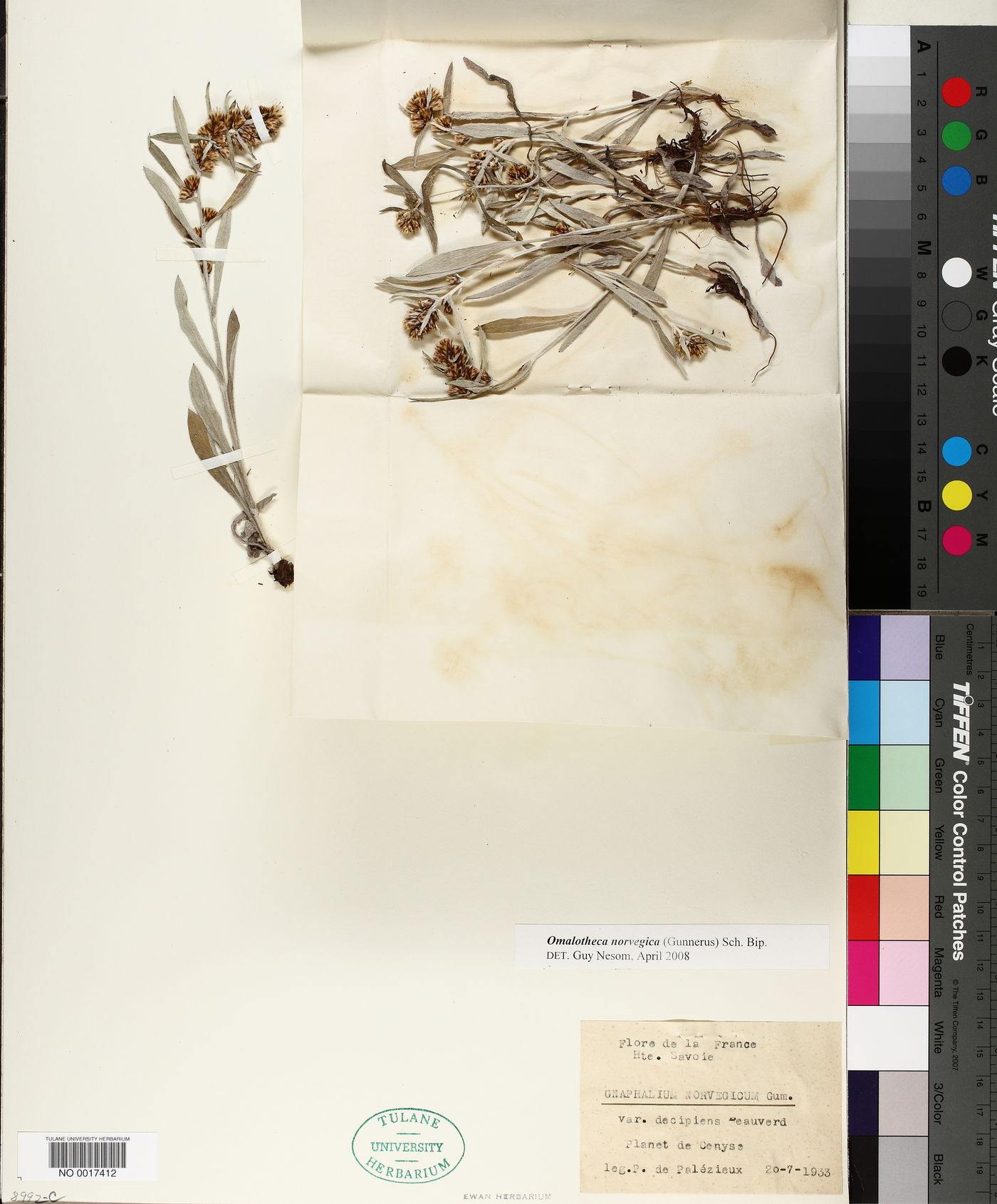 Omalotheca norvegica image