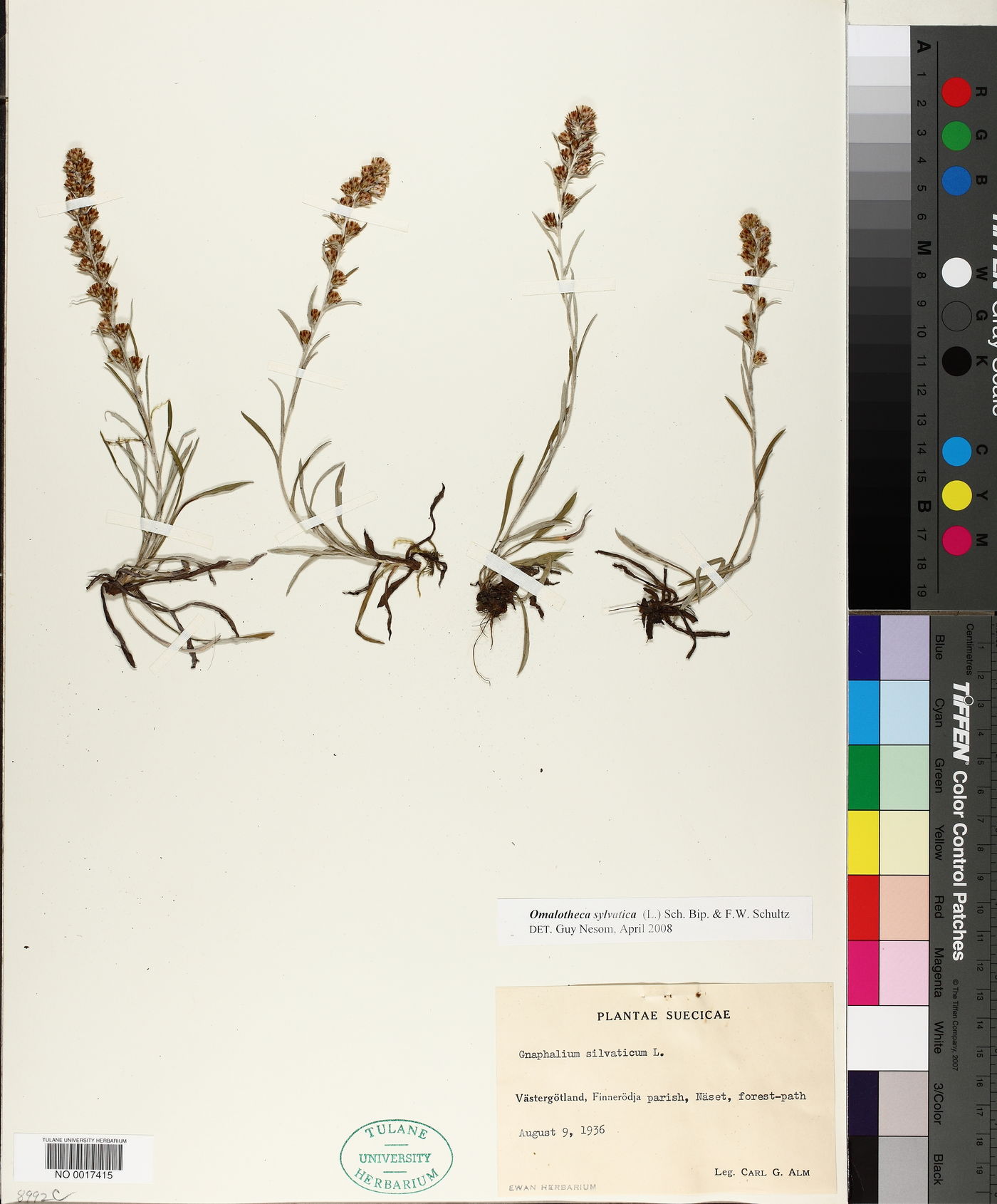 Omalotheca sylvatica image
