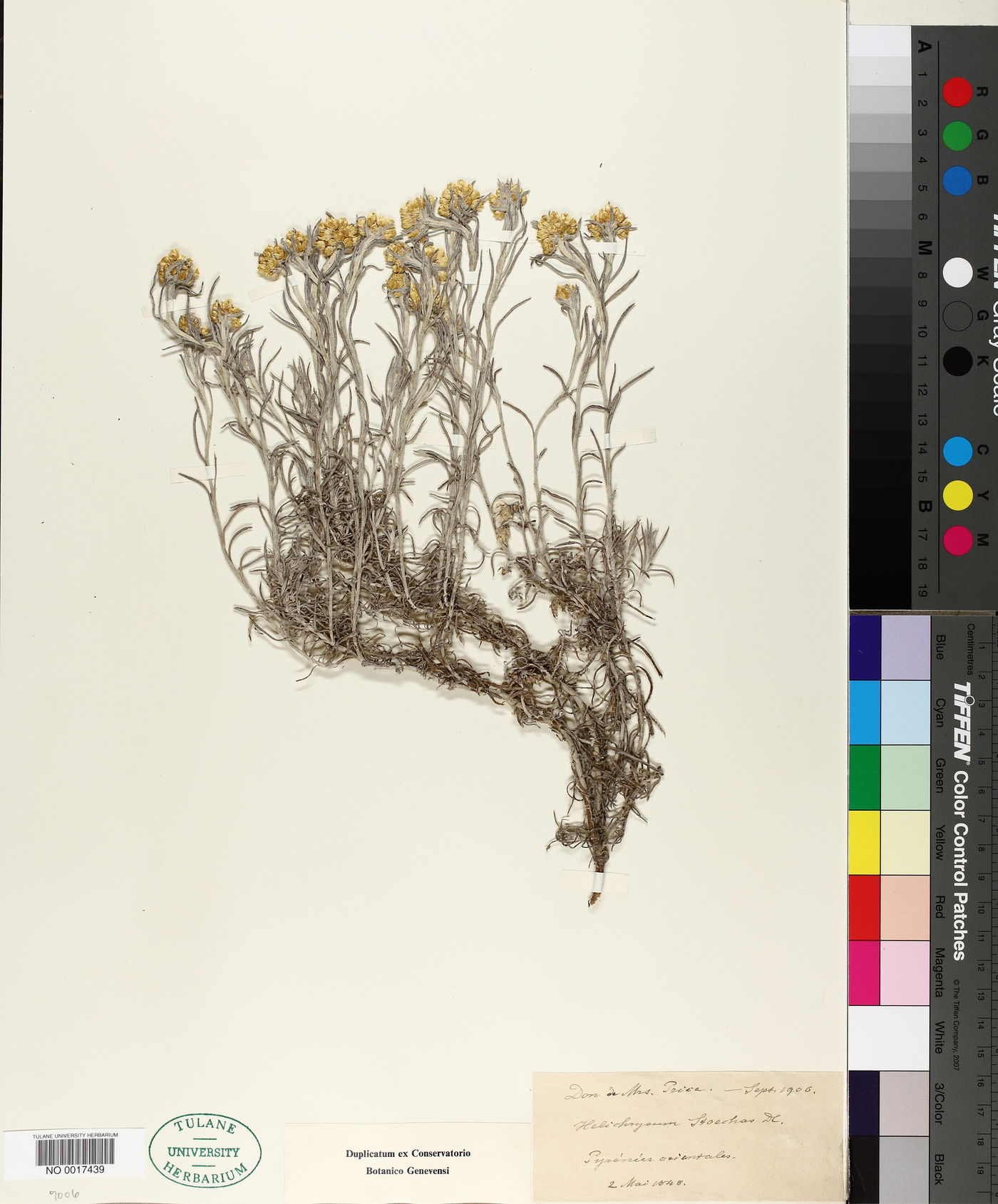 Helichrysum orientale image