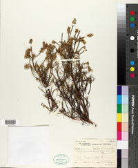 Myrovernix glandulosus image