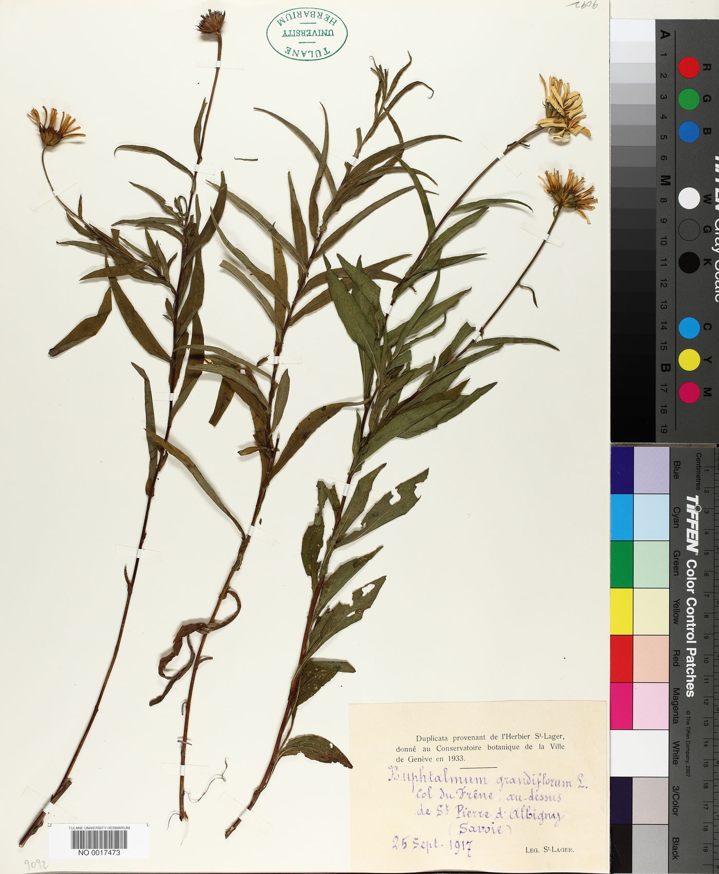 Buphthalmum salicifolium subsp. salicifolium image