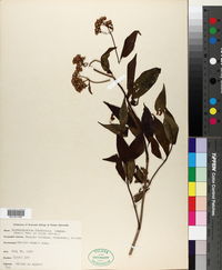 Desmanthodium fruticosum image