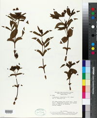Image of Ichthyothere integrifolia