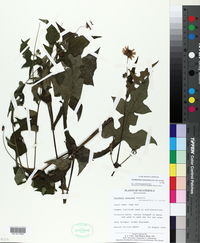 Smallanthus oaxacanus image