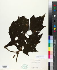 Smallanthus riparius image
