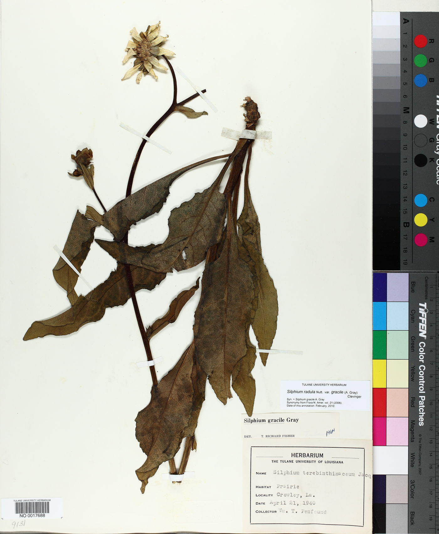 Silphium radula var. gracile image