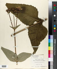 Silphium perfoliatum subsp. perfoliatum image