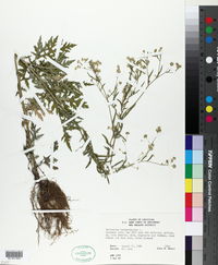 Parthenium hysterophorus image