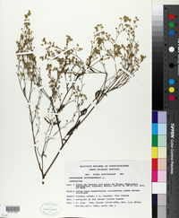 Parthenium hysterophorus image