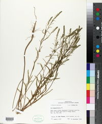 Iva angustifolia image