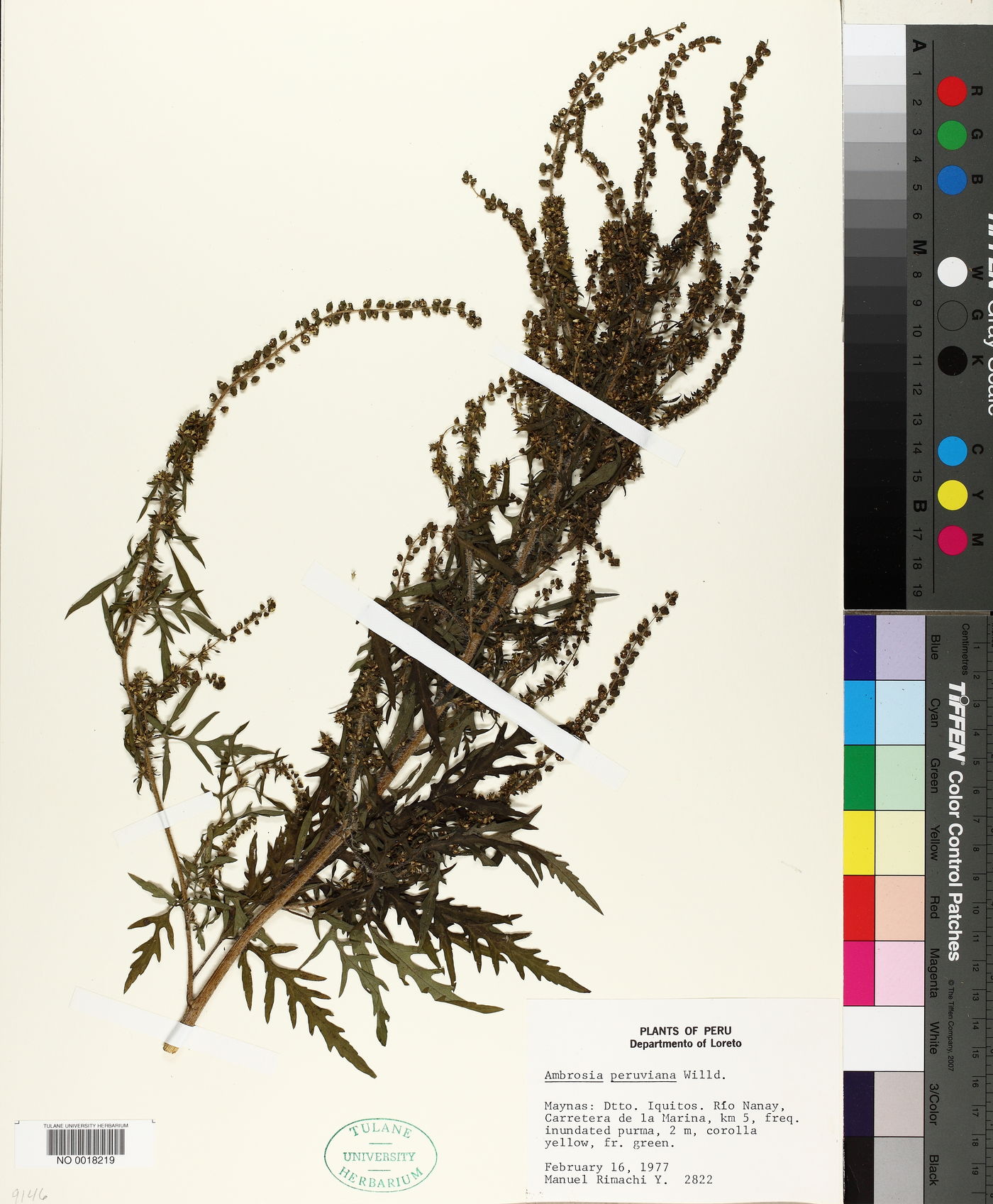 Ambrosia peruviana image