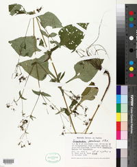 Sigesbeckia jorullensis image