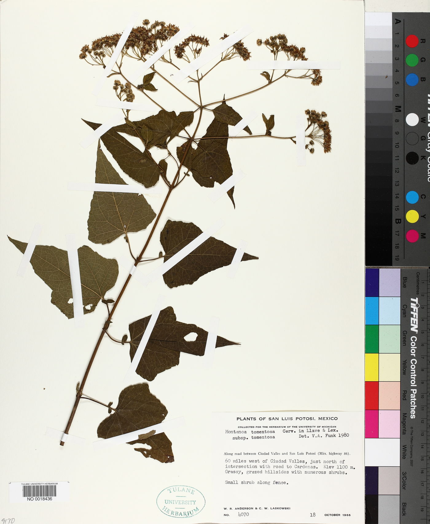 Montanoa tomentosa subsp. tomentosa image