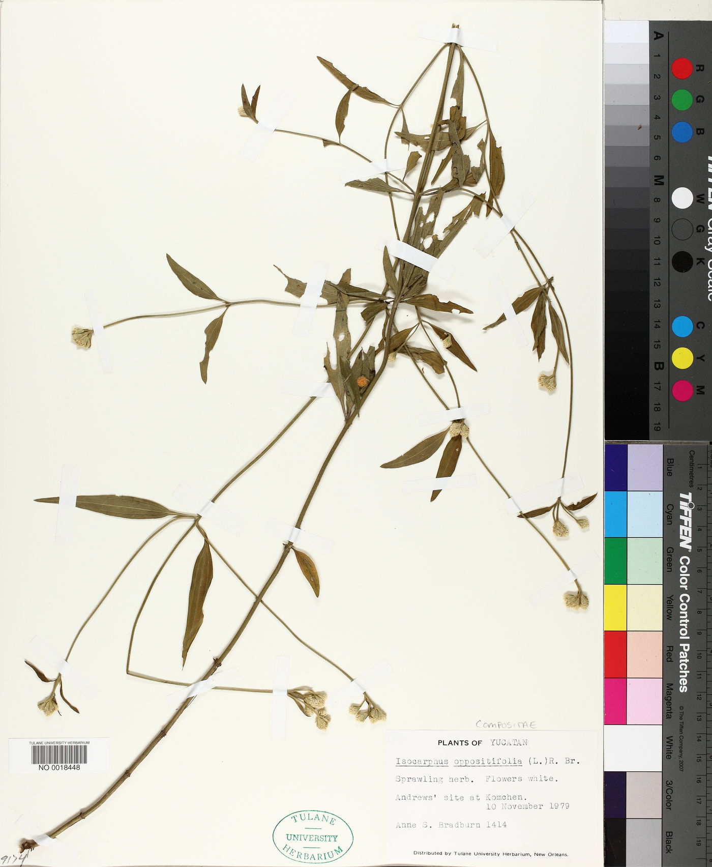 Isocarpha oppositifolia image