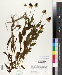 Rudbeckia amplexicaulis image