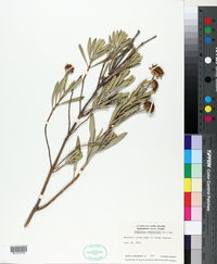 Borrichia frutescens image