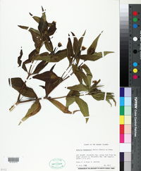 Wedelia bahamensis image