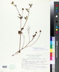 Wedelia acapulcensis var. ramosissima image