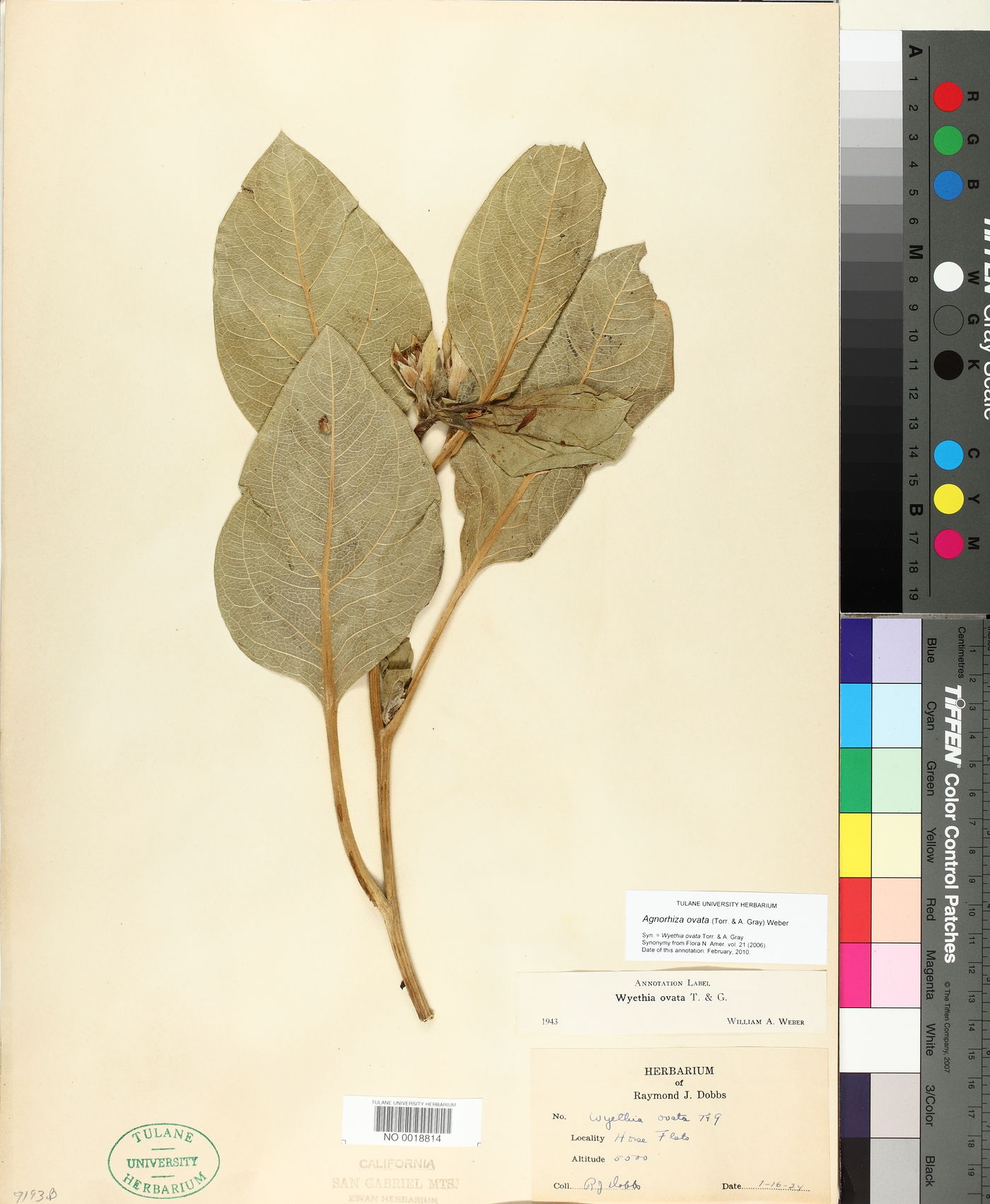 Agnorhiza ovata image