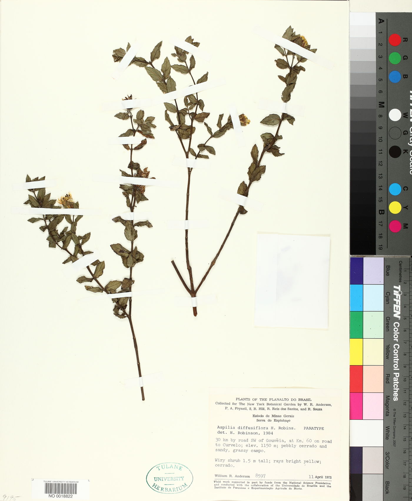 Wedelia diffusiflora image