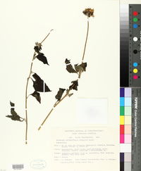 Tithonia rotundifolia image