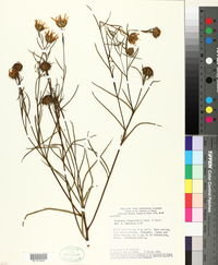 Image of Viguiera linearifolia