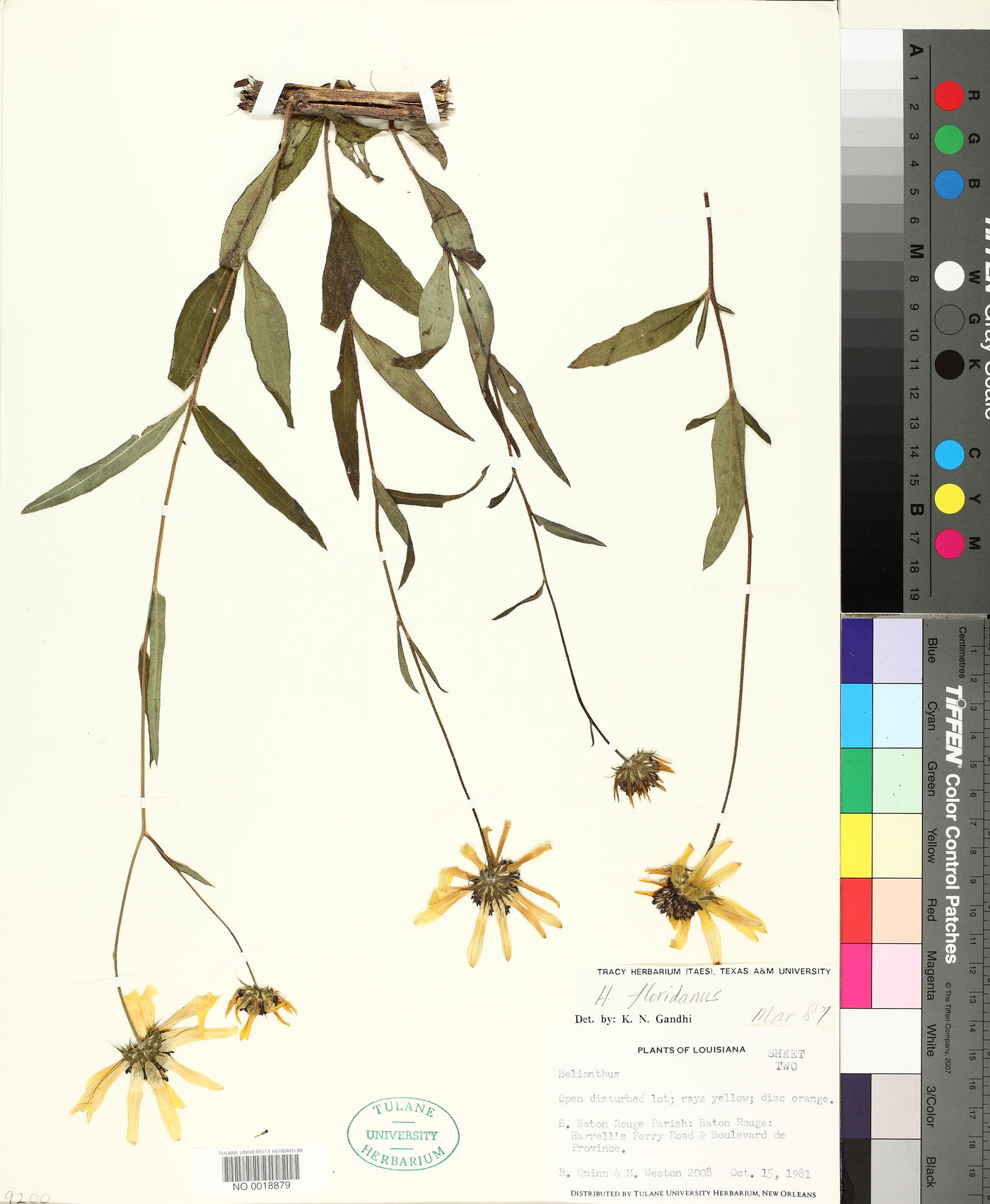 Helianthus floridanus image