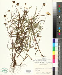 Helianthus angustifolius image