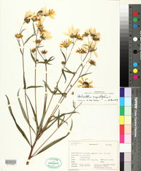 Helianthus angustifolius image