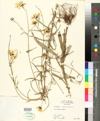 Helianthus angustifolius image