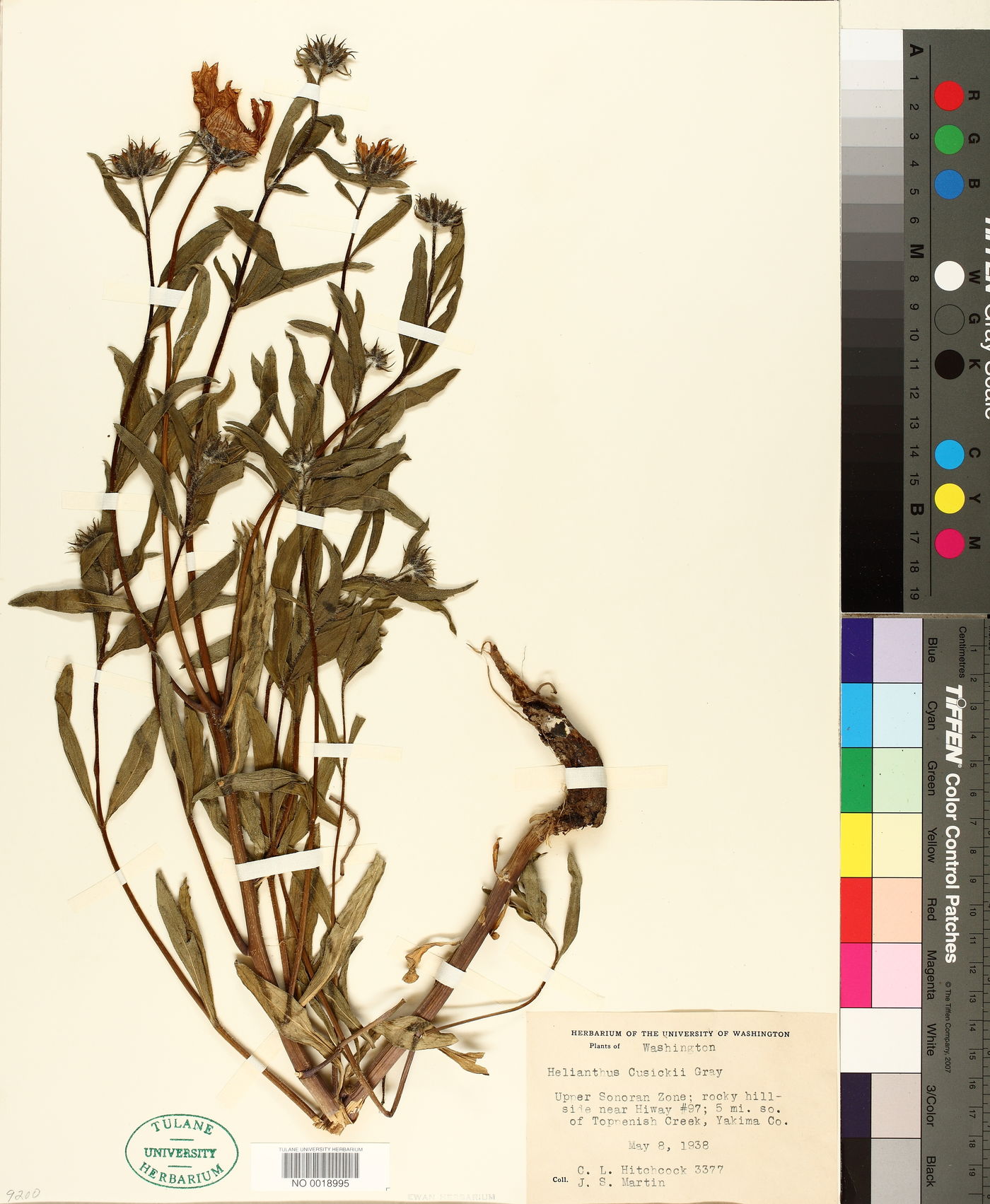 Helianthus cusickii image