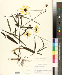 Helianthus floridanus image