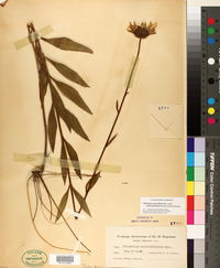 Helianthus pauciflorus subsp. subrhomboideus image