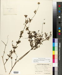 Image of Melanthera parvifolia
