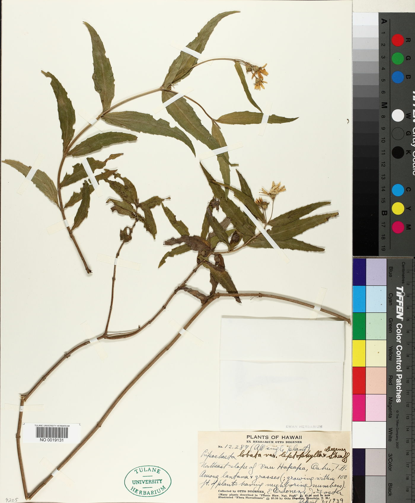 Lipochaeta lobata image