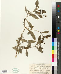 Lipochaeta succulenta image