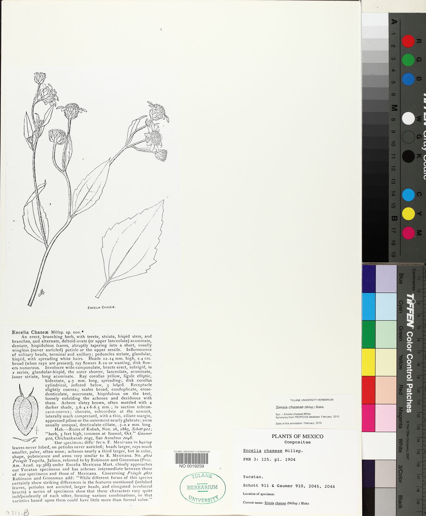 Simsia chaseae image