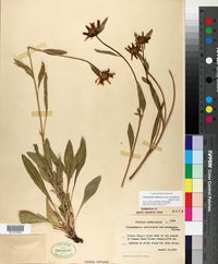 Helianthella californica subsp. nevadensis image
