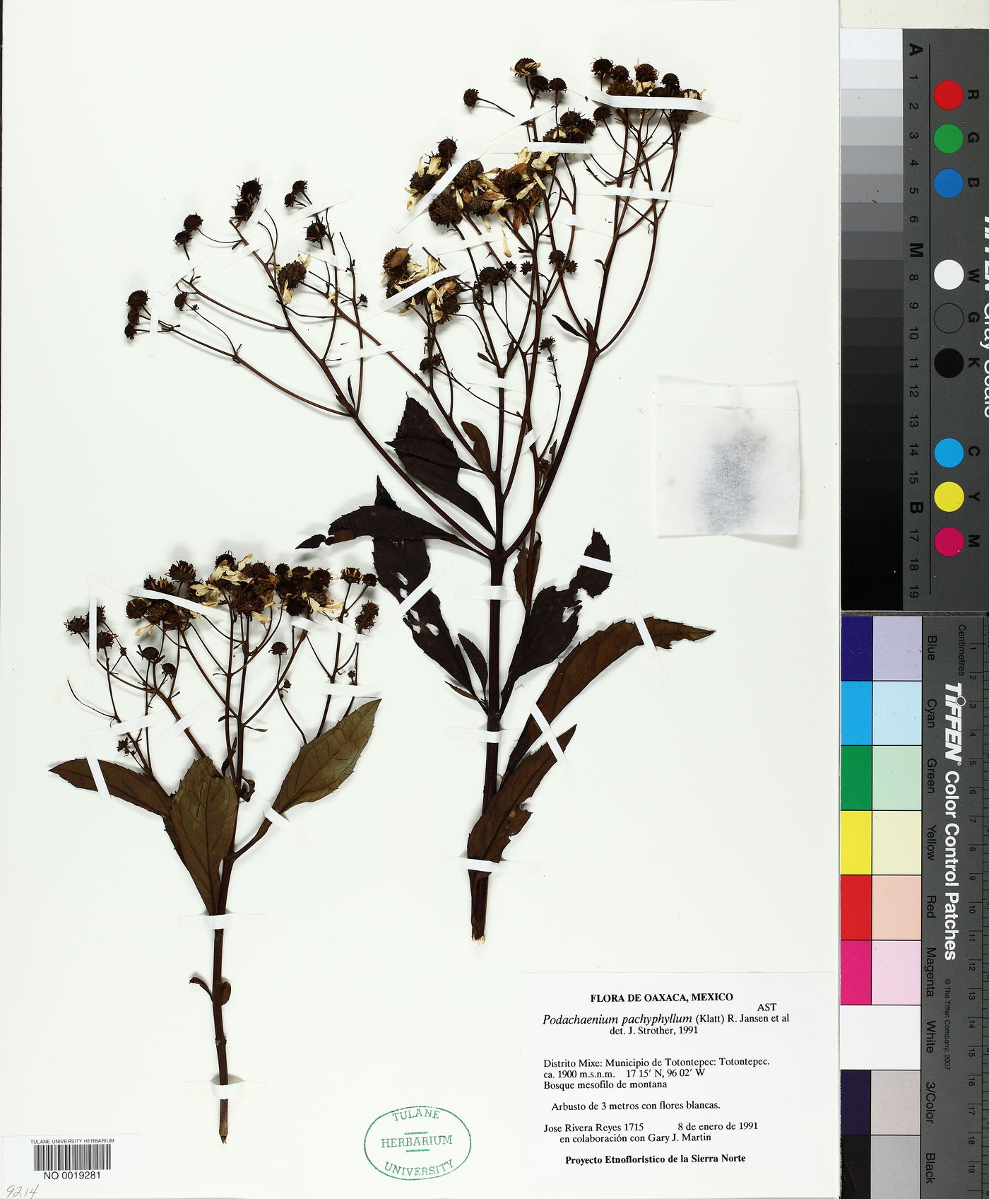 Podachaenium pachyphyllum image