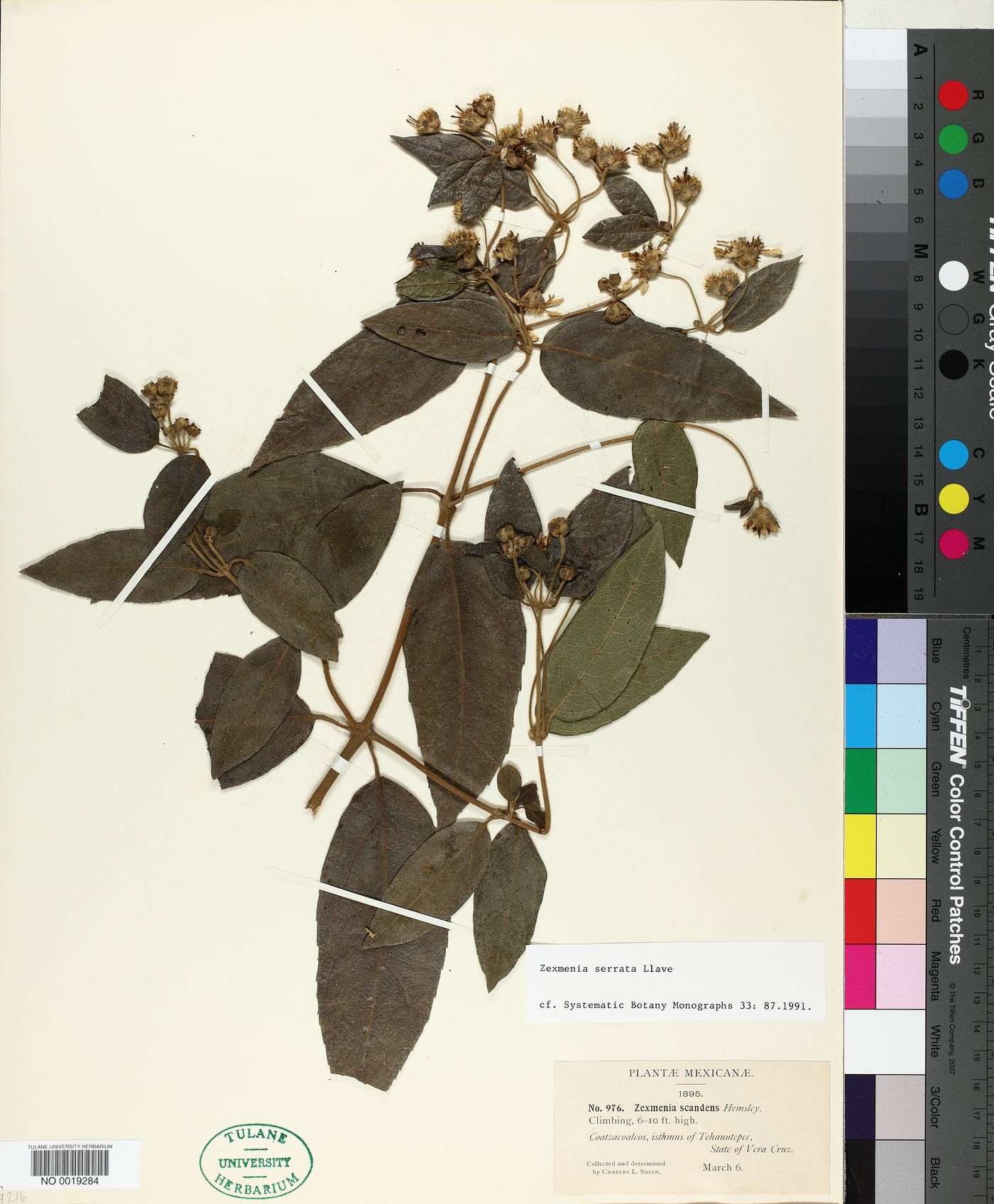 Zexmenia serrata image