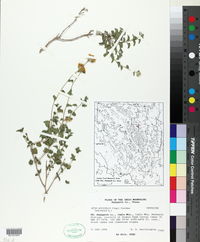 Jefea brevifolia image