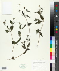 Plagiolophus millspaughii image
