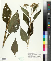Verbesina virginica image