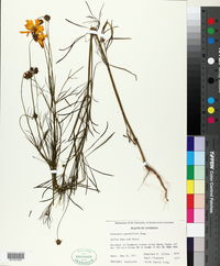 Coreopsis grandiflora image