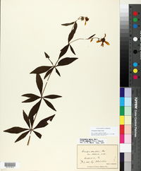 Coreopsis major image