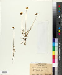 Coreopsis stillmanii image