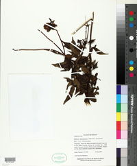 Image of Dahlia apiculata
