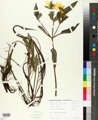 Bidens laevis image