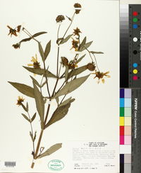 Bidens laevis image