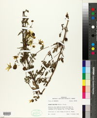 Bidens aristosa image